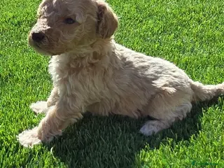 Cockapoo dogs 🐶 Adorable F1 Cockapoo Puppies for Sale! 🐶 - Advert 16