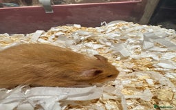 Hamster rodents for sale: Older TAME hamsters  - Image 5