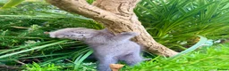 Scottish Fold cats for sale: REDUCED ❤️❤️Tabby cat😘Luxury Scottish❤️❤️❤️❤️❤️❤️ - Advert 1