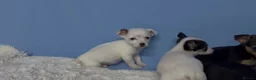 Jack Russell dogs for sale: Miniature Jack Russell puppies in Darwen - Advert 17
