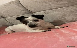 Jack Russell dogs for sale: Bonnie - Advert 8