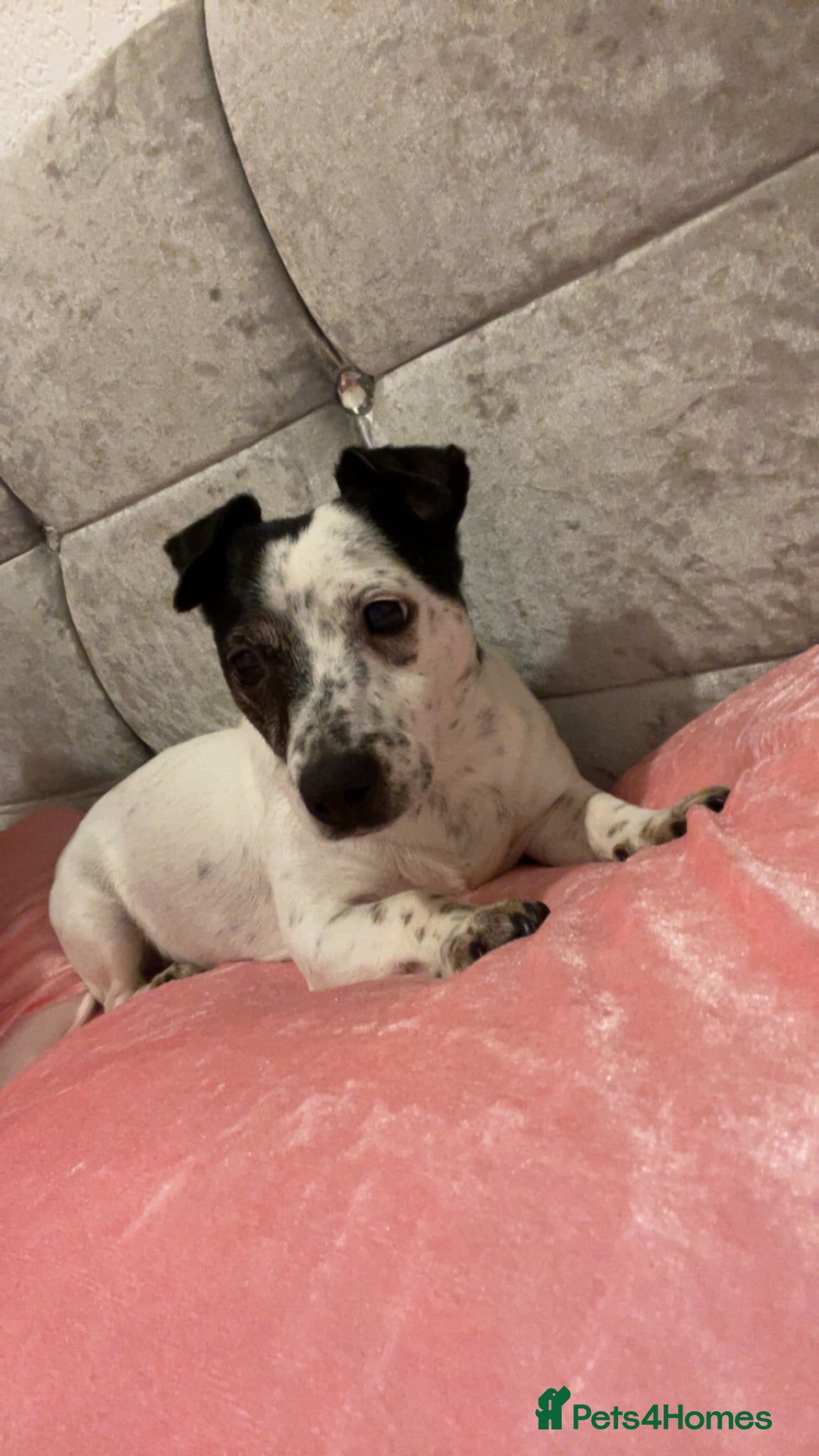 Jack Russell dogs for sale: Bonnie - Advert 8