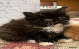 Mixed Breed cats for sale: Kittens  - Image 6