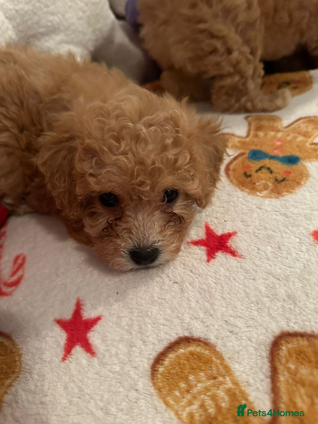 Maltipoo dogs for sale: Stunning Toy Maltipoo pups ❤️ ready on Wednesday! - Advert 31