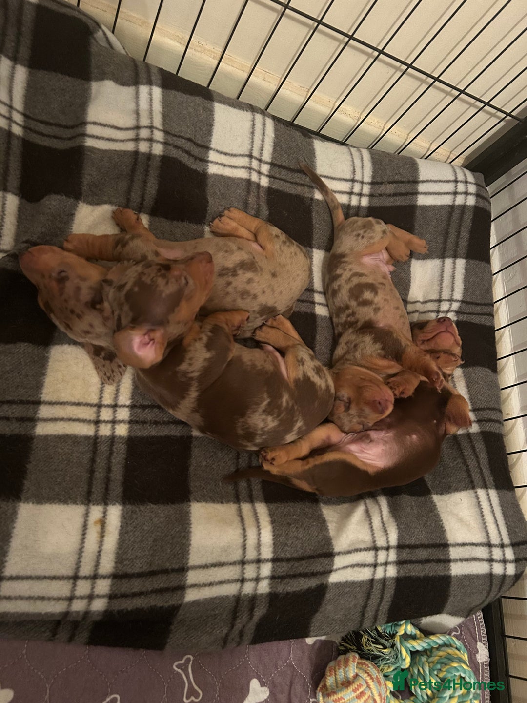 Miniature Dachshund dogs for sale: Chocolate dapple miniature dachshunds  - Advert 4
