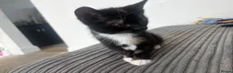 Mixed Breed cats for sale: Female tortoiseshell kitten - Advert 5