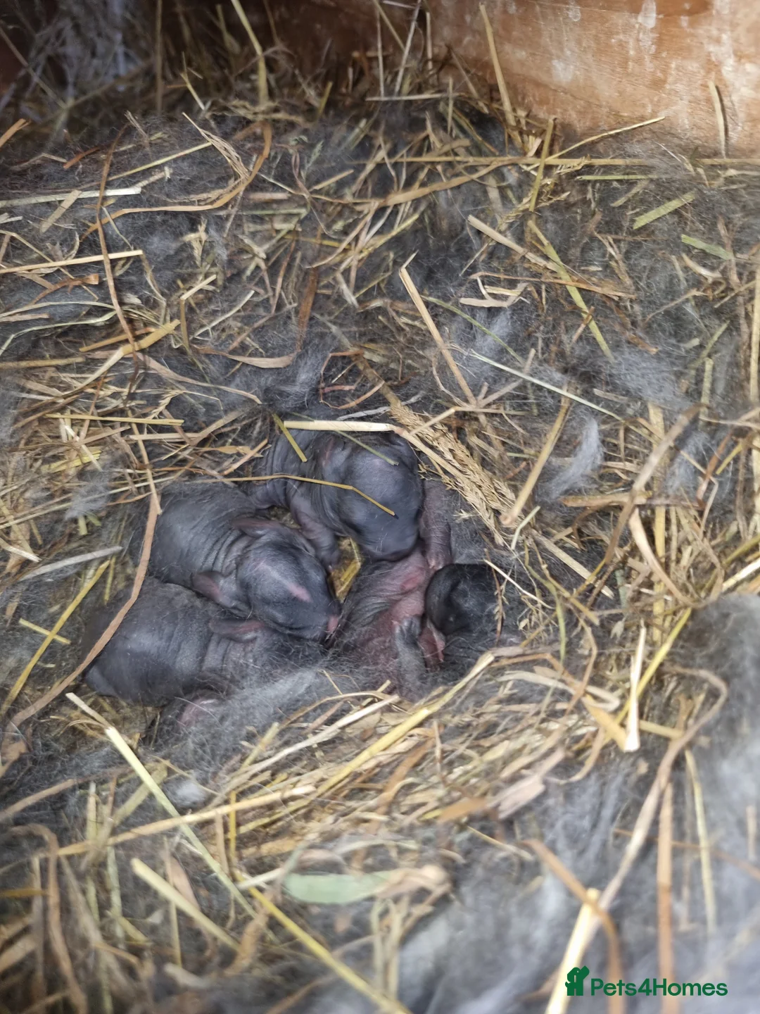 Silver Fox rabbits for sale: Silver Fox babies - Advert 2