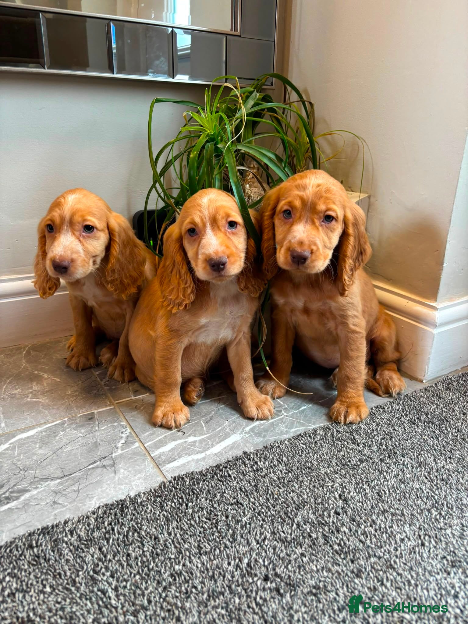 Cocker Spaniel dogs Cocker spaniels FULLY VACCINATED LAST GIRL - Advert 14