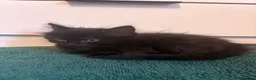 Mixed Breed cats for sale: 4 gorgeous black female kittens 🖤 - Advert 3