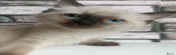 Ragdoll cats for sale: Pure ragdoll ready to leave 🐾 - Advert 12