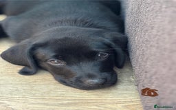 Labrador Retriever dogs for sale: Beautiful Pedigree Black Lab Puppies - Image 23
