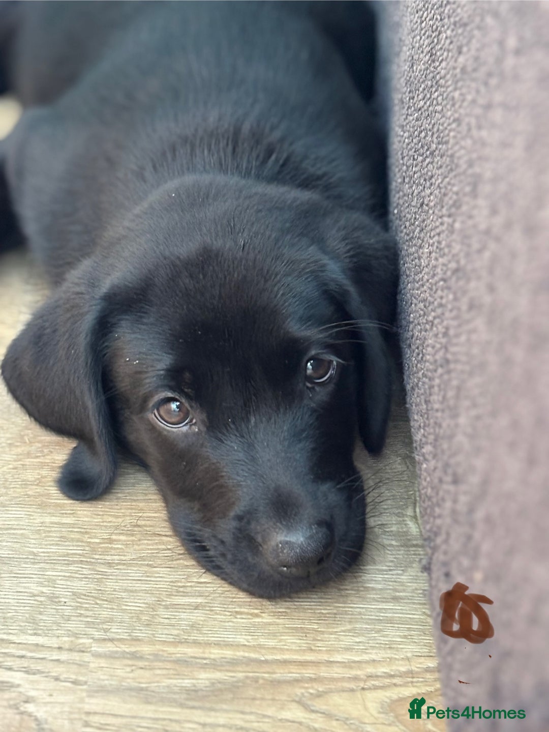 Labrador Retriever dogs for sale: Beautiful Pedigree Black Lab Puppies - Image 23