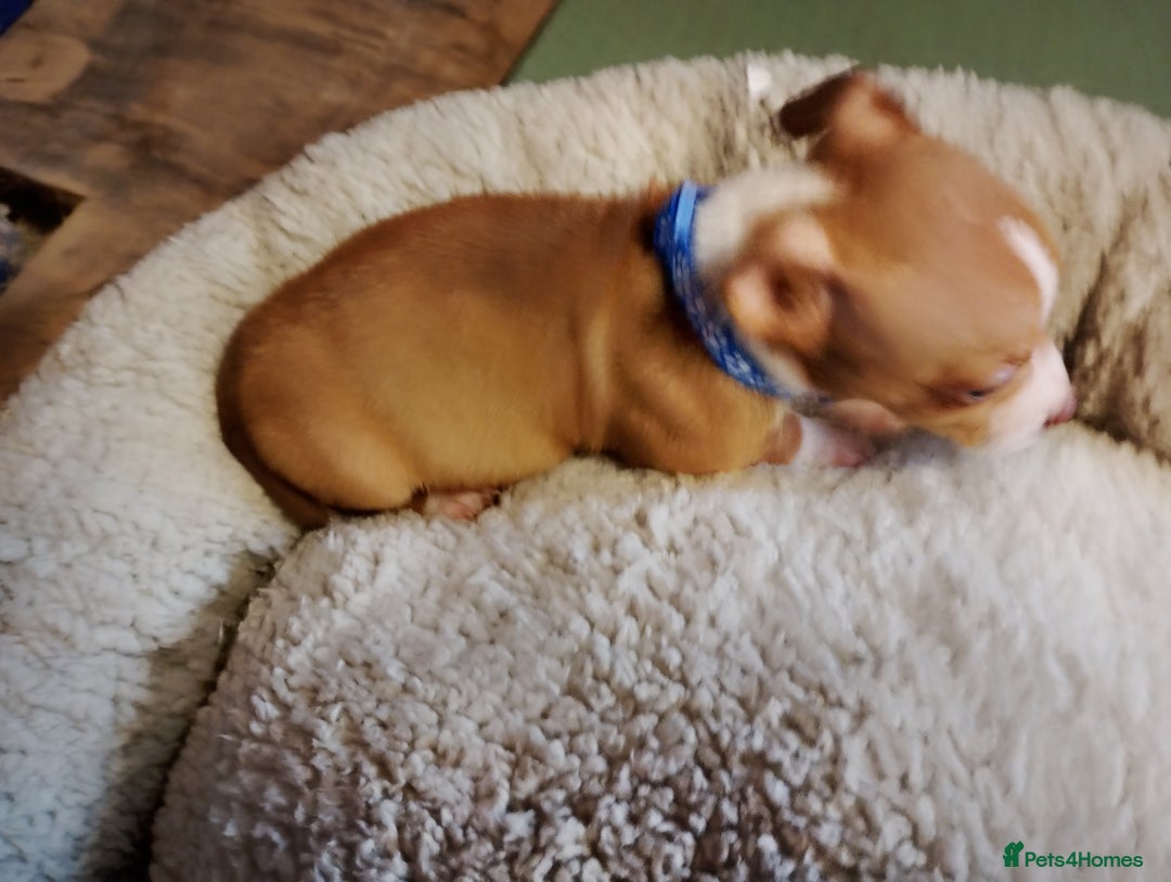 Mixed Breed dogs for sale: Four bueatuful pups forsale  - Advert 16