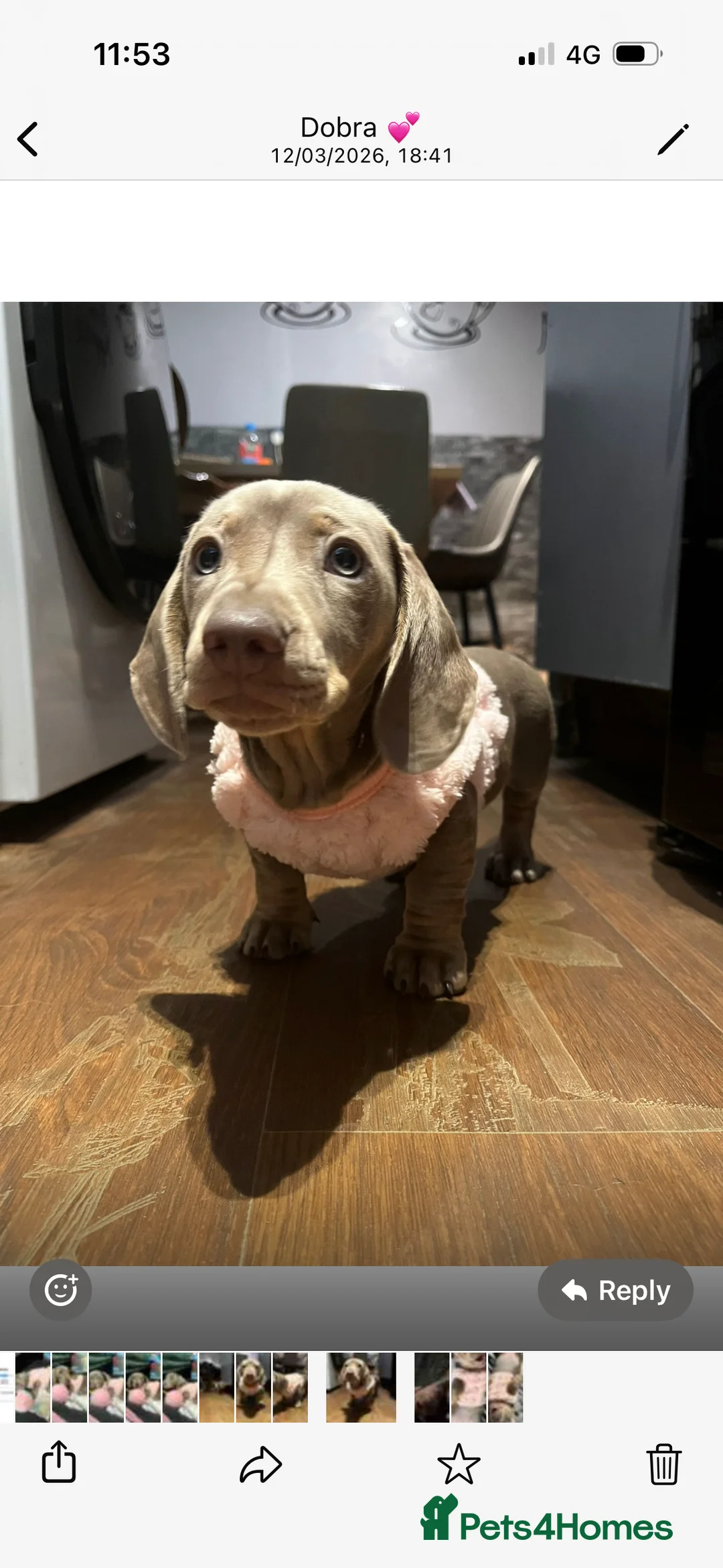 Miniature Dachshund dogs for sale: Mini dachshund  in Huddersfield - Advert 2