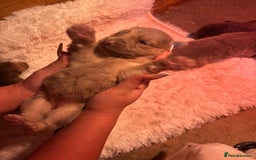 German Shepherd dogs for sale: Working KC GSD German shepherd puppies  - Image 33