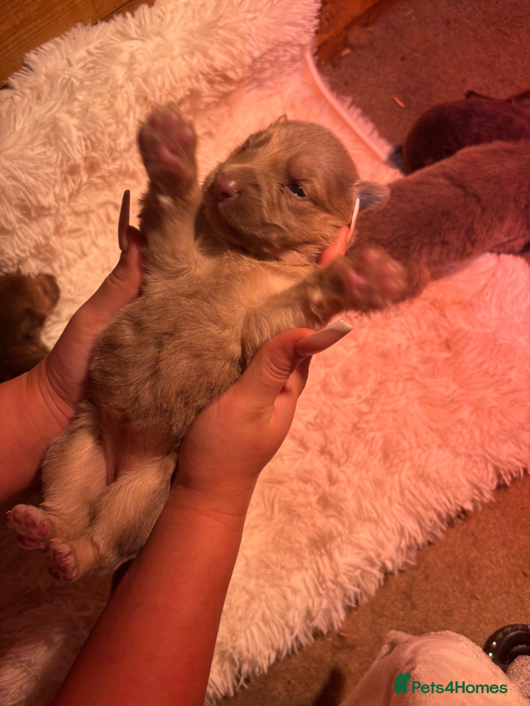 German Shepherd dogs for sale: Working KC GSD German shepherd puppies  - Image 33