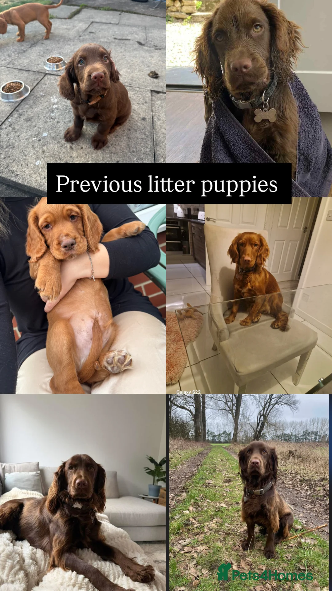 Cocker Spaniel dogs for sale: Beautiful Cocker Spaniel Pups - Advert 2
