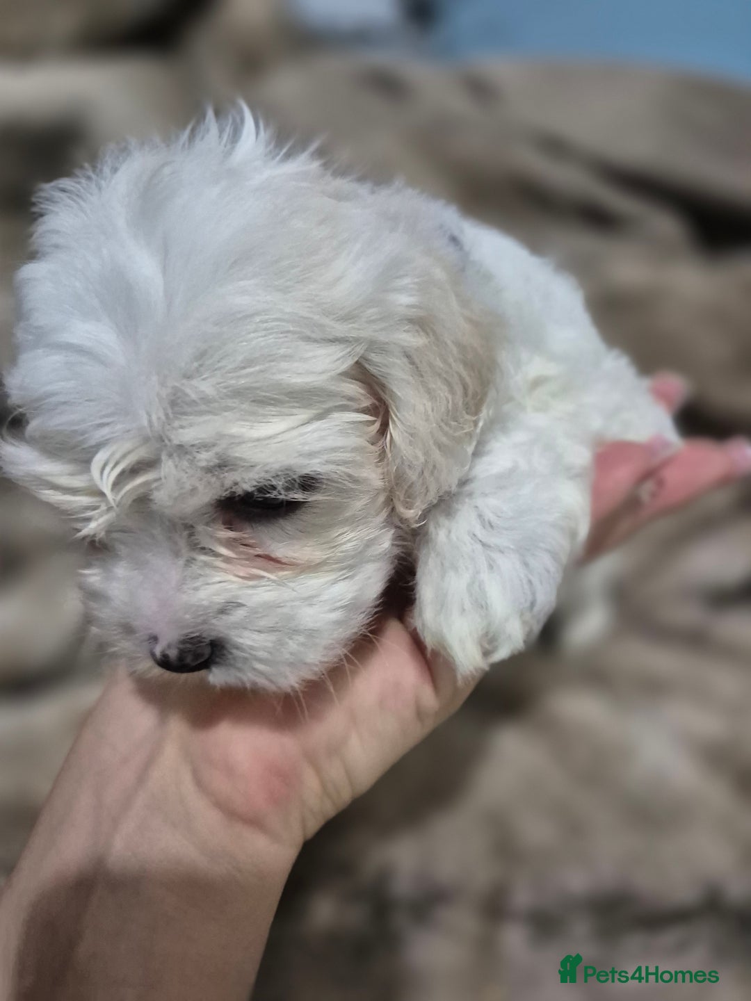 Maltese dogs for sale: K1 Beautiful Maltese puppies  - Advert 18