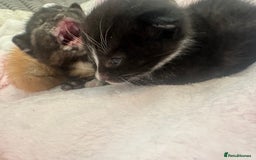 Mixed Breed cats for sale: Kittens  - Image 9
