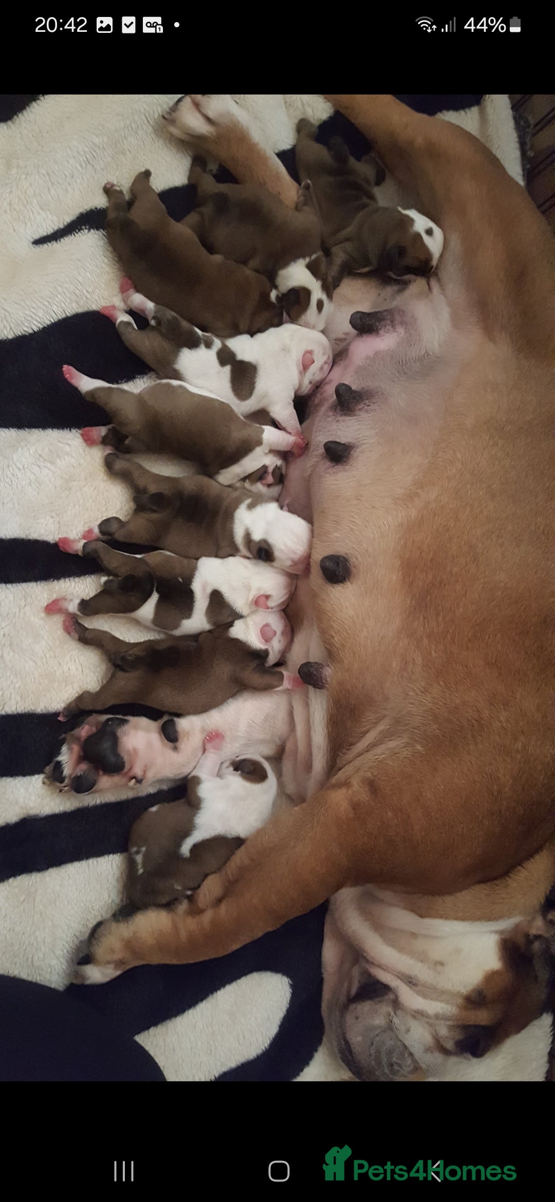 English Bulldog dogs for stud: Apollo 1 bulldog HUU clear stud boy in York - Image 10