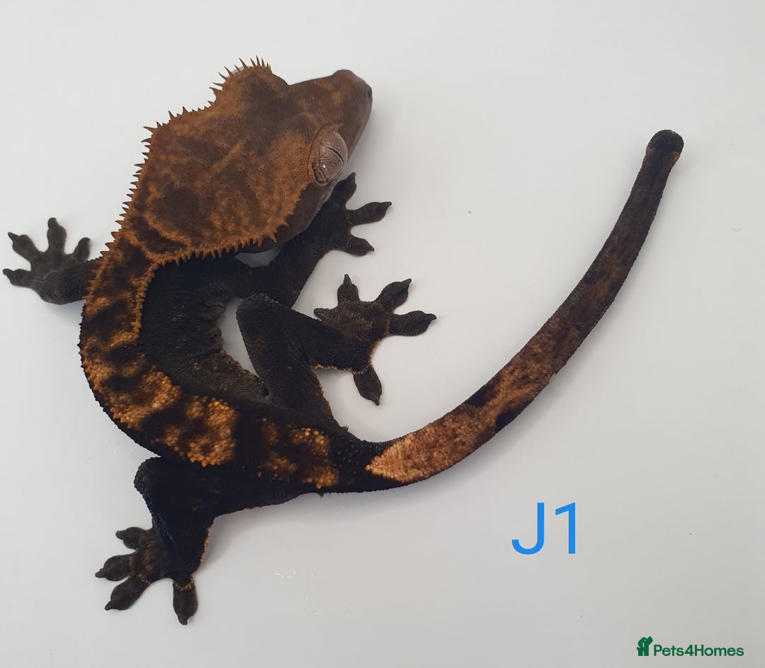 Gecko reptiles for sale: Juvenile Crested Geckos - Image 27