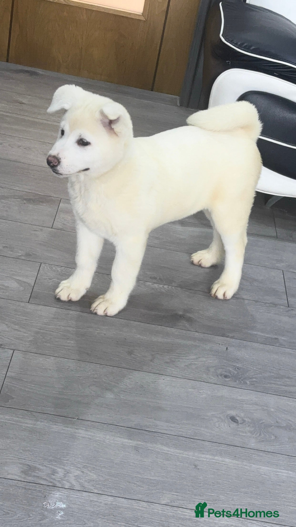 Japanese Akita Inu dogs Japanese Akita Inu Puppies  - Advert 1