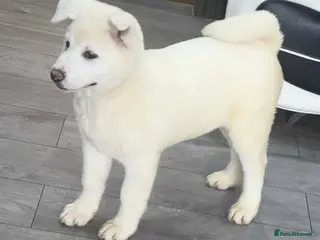 Japanese Akita Inu dogs Japanese Akita Inu Puppies - Advert 1