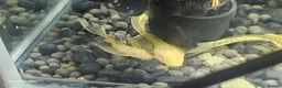 Plecos fish for sale: Angel wing bristlenose albino  baby's  - Advert 9
