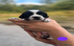 English Springer Spaniel dogs for sale: 🐾 Pedigree English Springer Spaniel Puppies 🐾 - Image 15