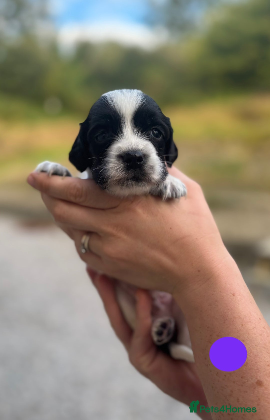 English Springer Spaniel dogs for sale: 🐾 Pedigree English Springer Spaniel Puppies 🐾 - Image 15