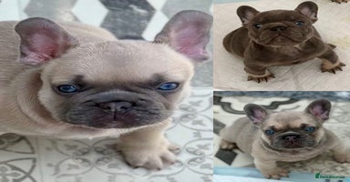 French Bulldog dogs - Advert 8