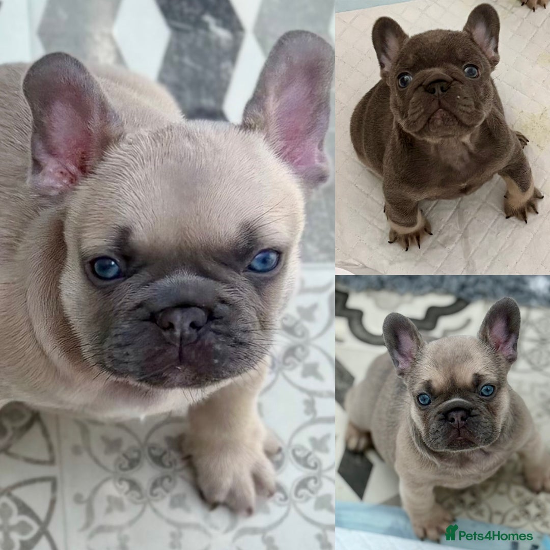 French Bulldog dogs for sale: QUALITY HEALTH TESTED KC FRENCH BULLDOG PUPPIES - Image 3