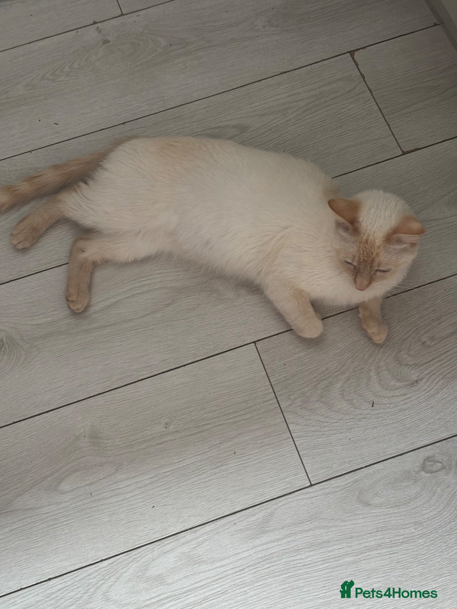 Mixed Breed cats Ragdoll cross Kittens  - Advert 1