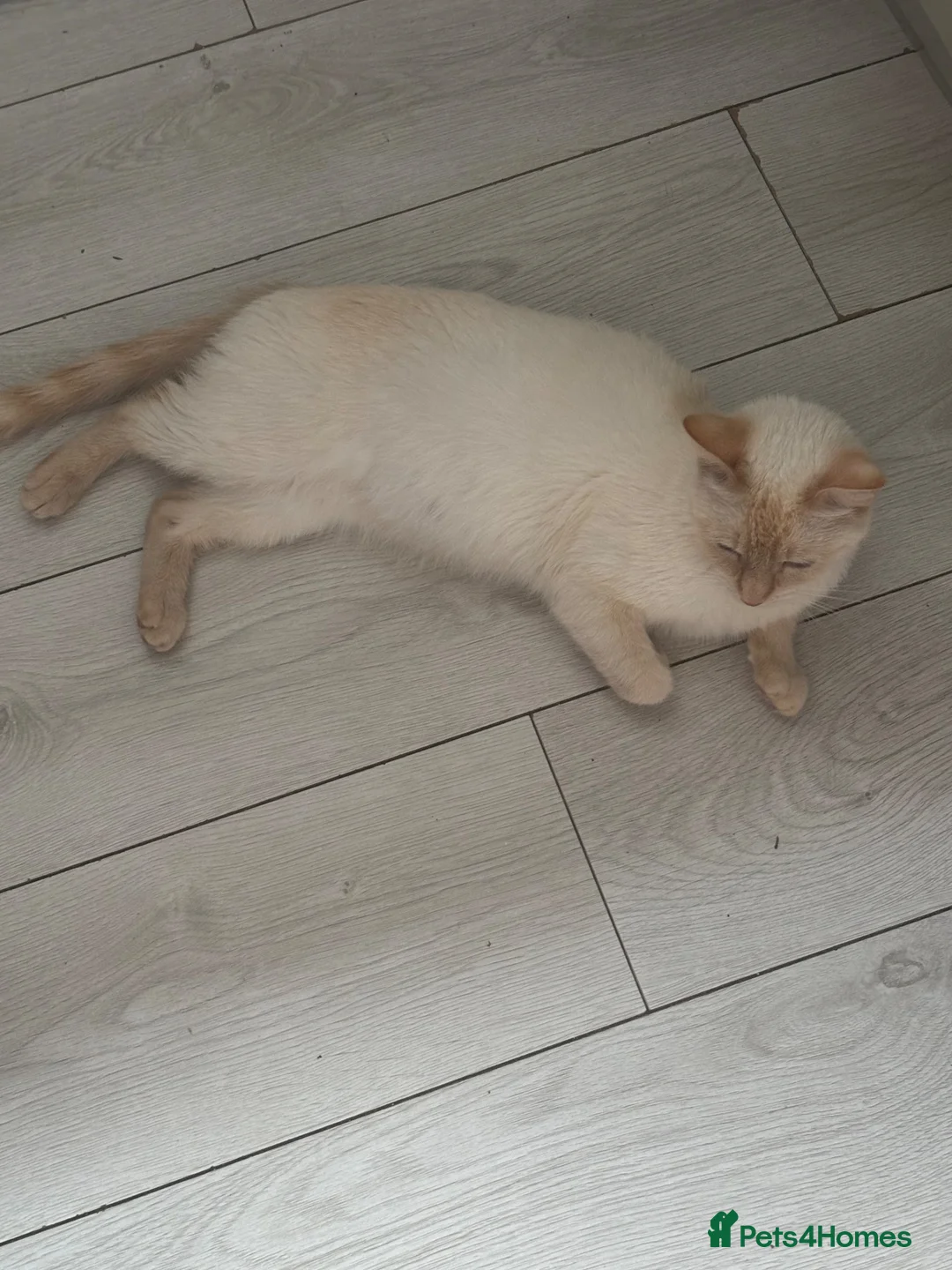 Mixed Breed cats for sale: Ragdoll cross Kittens  - Advert 1