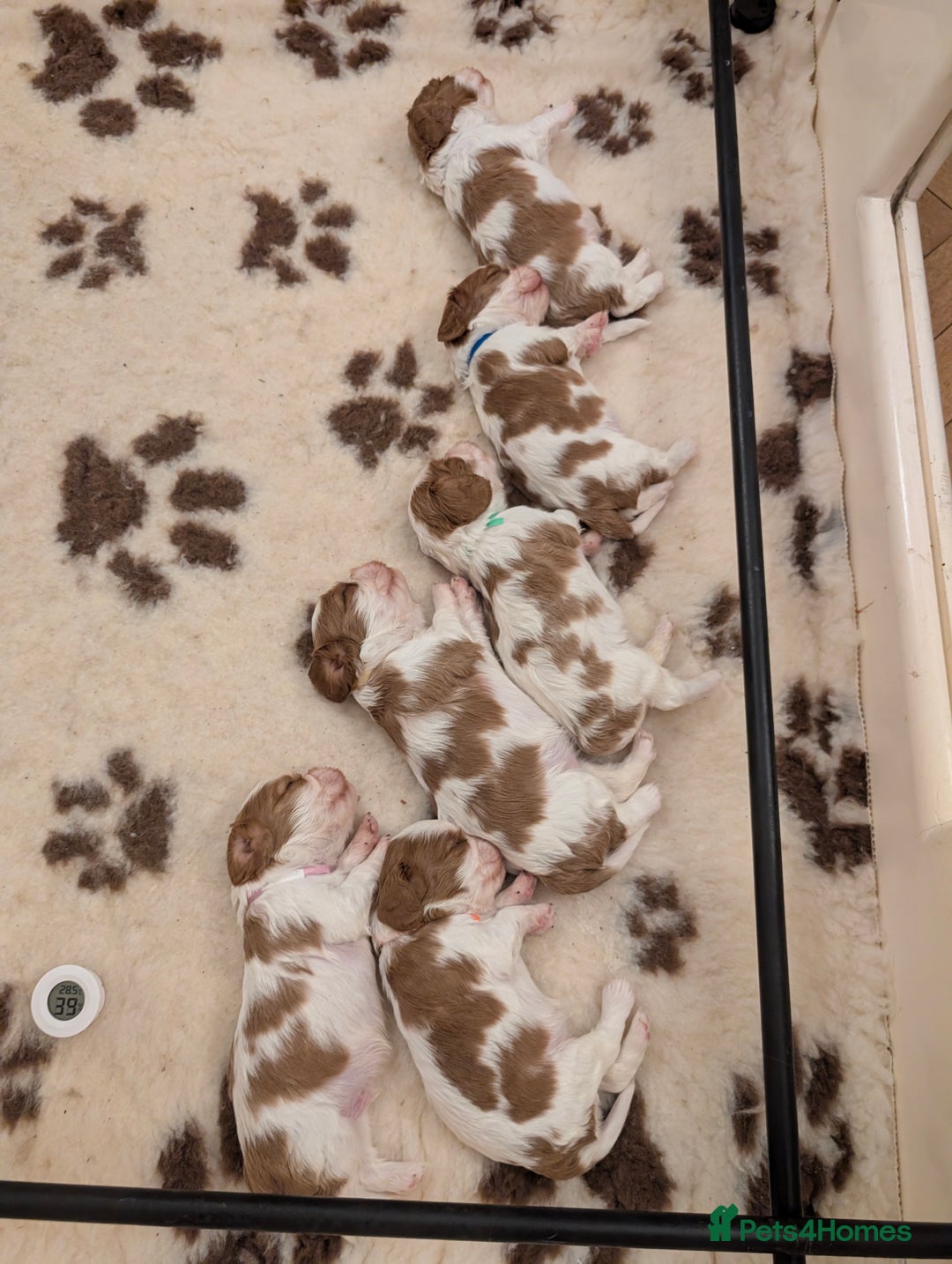 Cavalier King Charles Spaniel dogs for sale: Exquisite KC reg Cavalier King Charles Spaniels - Advert 2