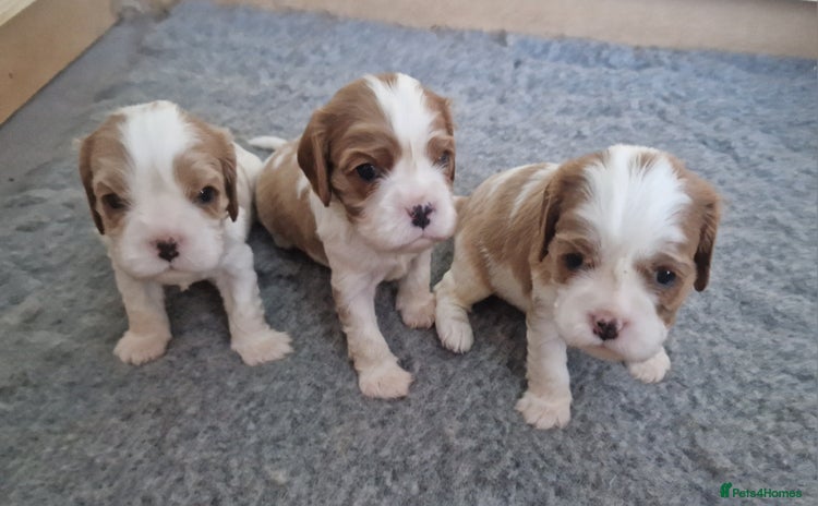 Cavalier King Charles Spaniel dogs 3 Stunning Blenheim Cavalier King Charles Puppies - Advert 8