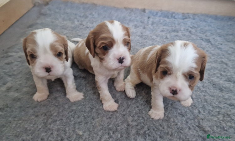 Cavalier King Charles Spaniel dogs 3 Stunning Blenheim Cavalier King Charles Puppies - Advert 8