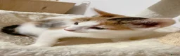 Mixed Breed cats for sale: Moti, female Calico kitten  - Advert 3