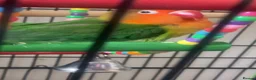Lovebirds birds for sale: Pair of Compatible Lovebirds with Full Setup - Advert 7