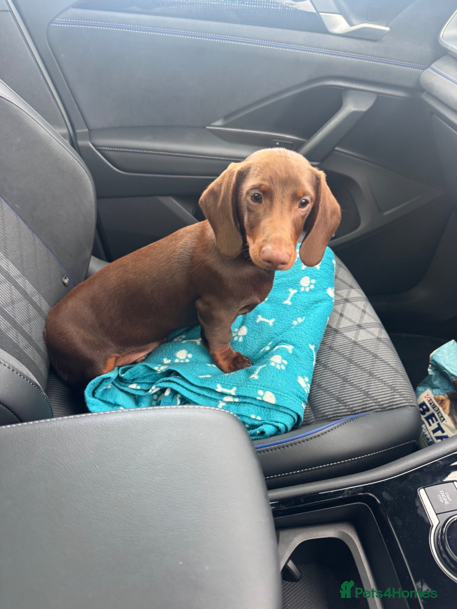 Dachshund dogs Chocolate and tan dachshund puppies ready 8wks + - Advert 9
