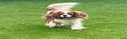 Cavalier King Charles Spaniel dogs for sale: King Cavalier Spaniels  - Advert 9