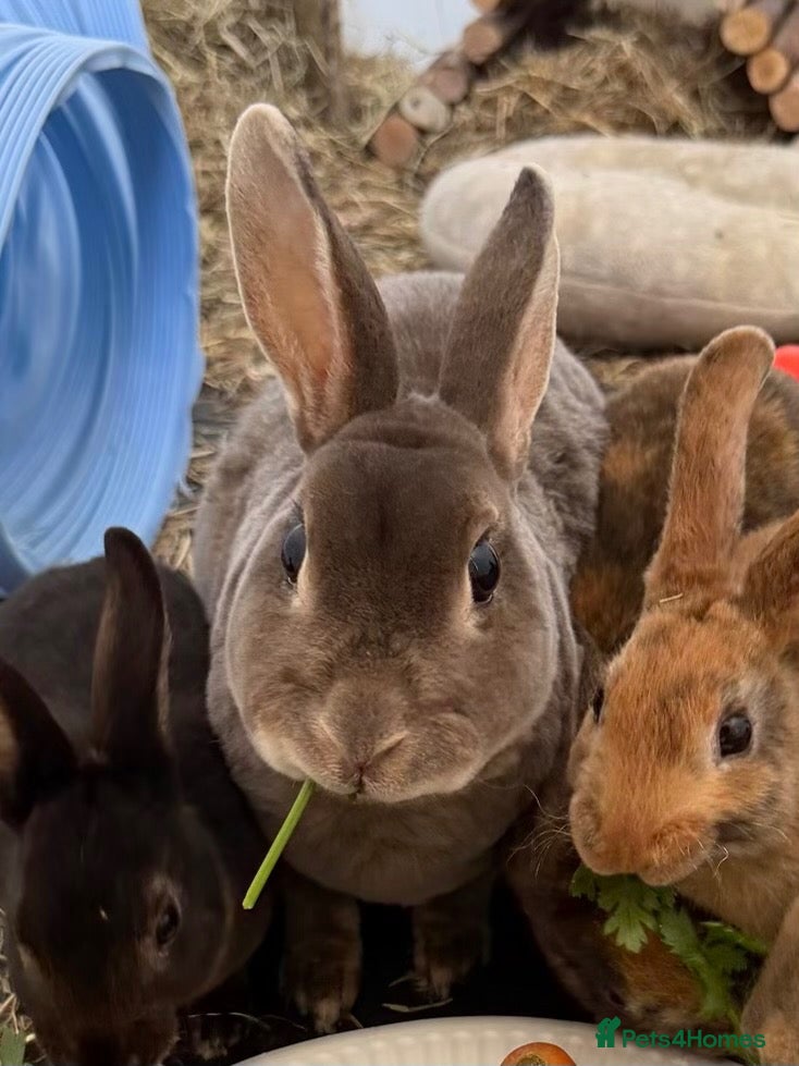 Rex rabbits Female Rex Rabbit  - Advert 11