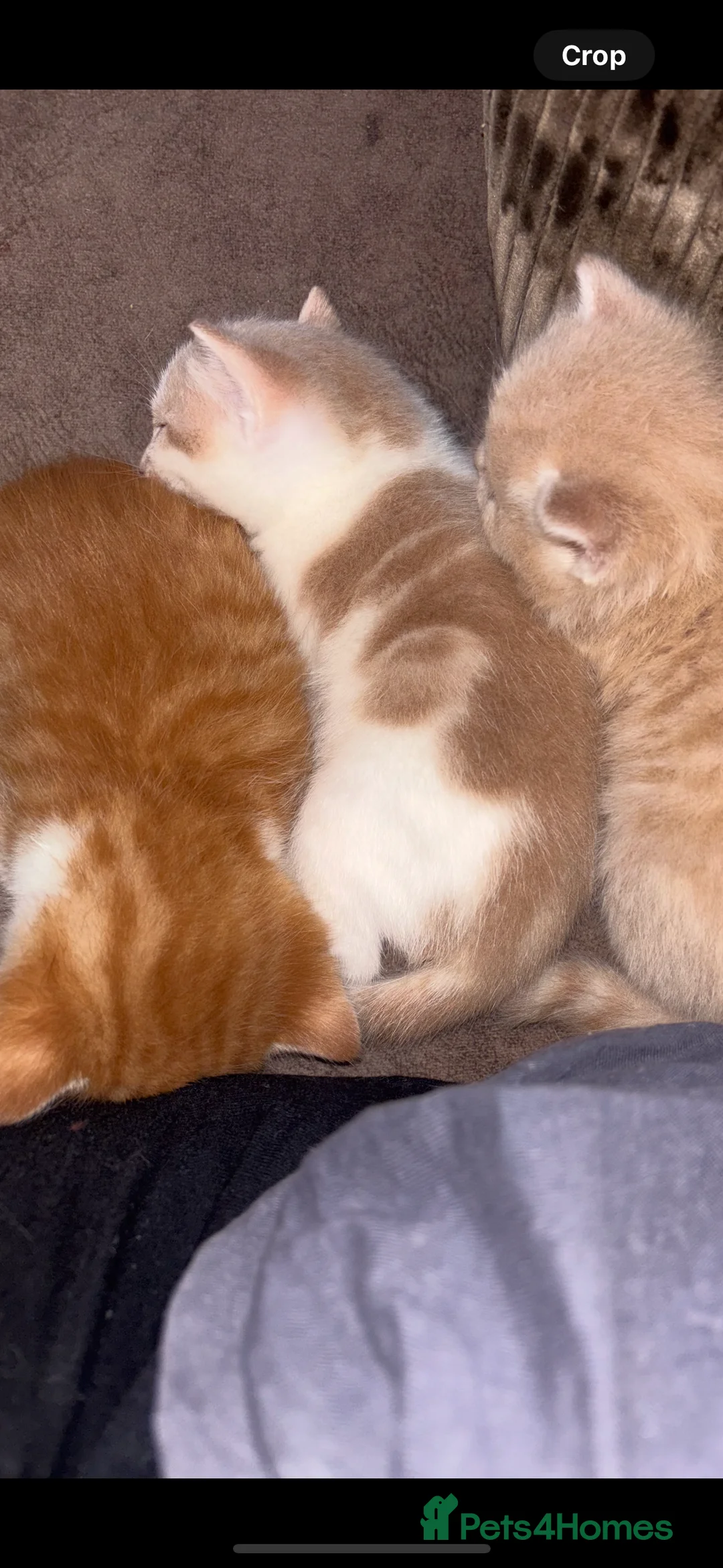 Turkish Angora cats for sale: ❤️ The most loving boy  - Advert 2