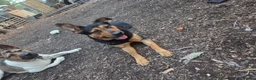 Mixed Breed dogs for sale: Shepherd x Rottie Stormi - Advert 3