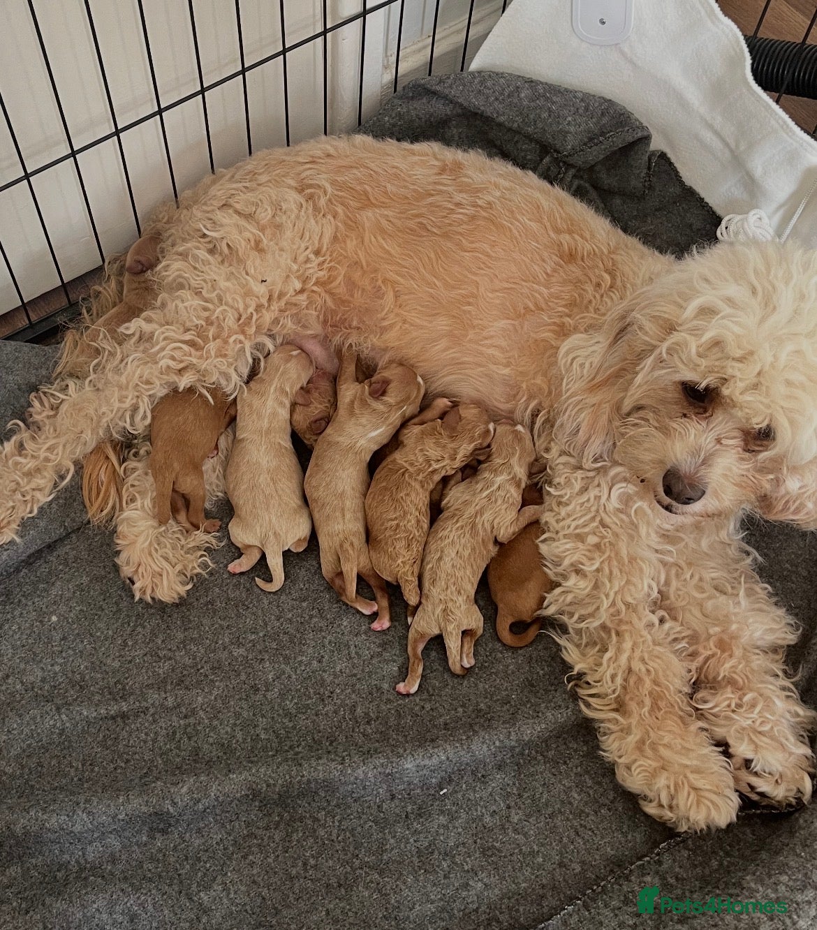 Cavapoo dogs Beautiful Cavopoo pups - Advert 1