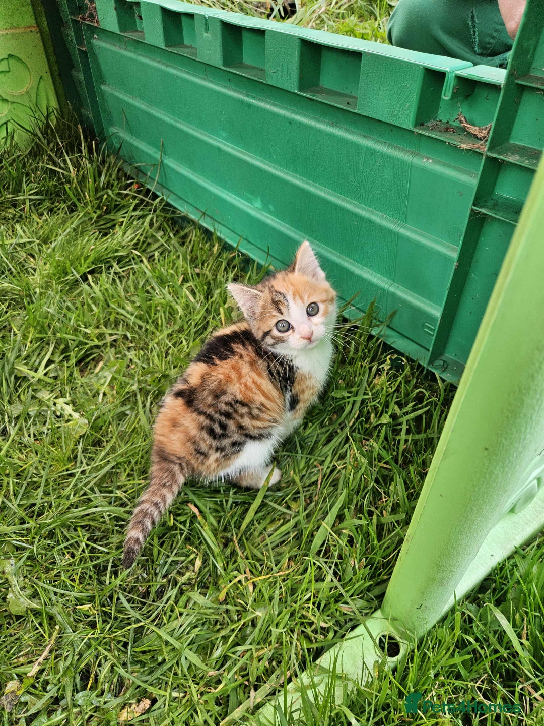 Mixed Breed cats for sale: Gorgeous kittens for sale - Image 1