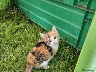 Mixed Breed cats - Advert 3