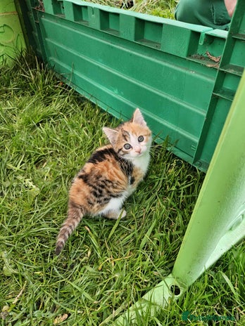 Mixed Breed cats - Advert 3