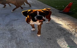 Boxer dogs for sale: 18Month Female Boxer Looking for Her Forever Home  - Image 5