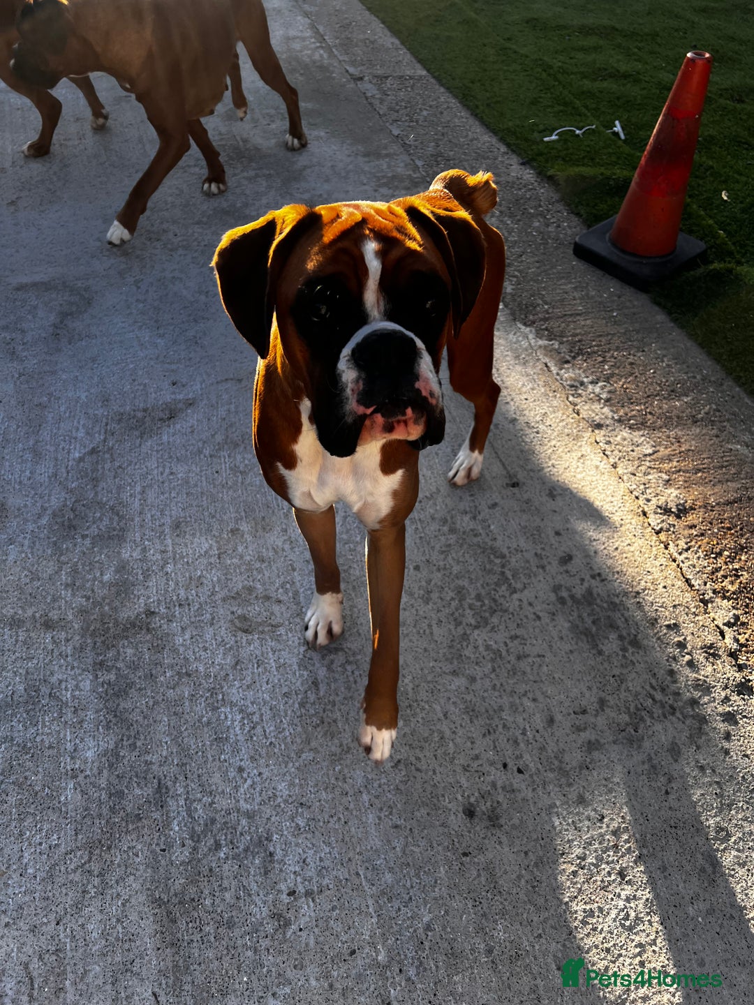 Boxer dogs for sale: 18Month Female Boxer Looking for Her Forever Home  - Image 5